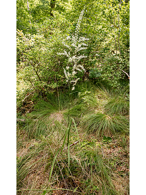 Stenanthium gramineum (Eastern featherbells) #83954