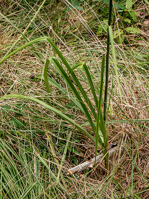 Stenanthium gramineum (Eastern featherbells) #83956