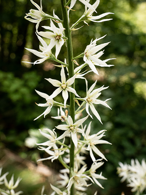 Stenanthium gramineum (Eastern featherbells) #83957