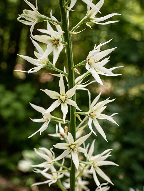 Stenanthium gramineum (Eastern featherbells) #83958