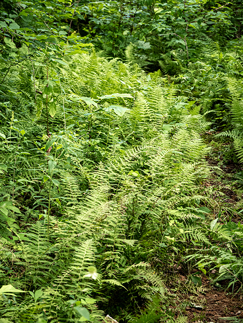 Thelypteris noveboracensis (New york fern) #83960