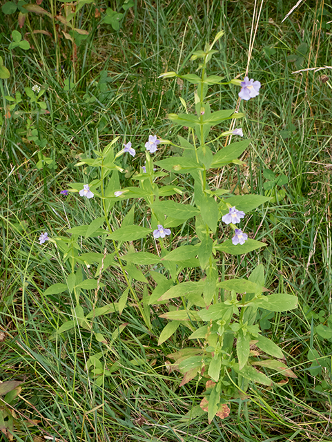 Mimulus ringens (Allegheny monkeyflower) #83964