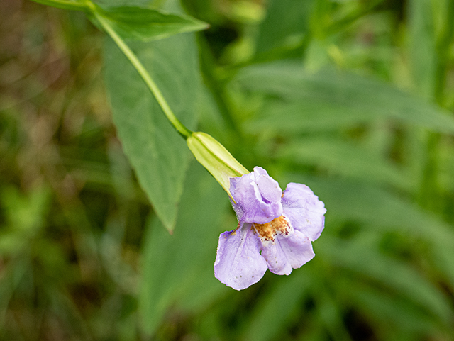 Mimulus ringens (Allegheny monkeyflower) #83965