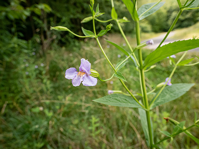 Mimulus ringens (Allegheny monkeyflower) #83966