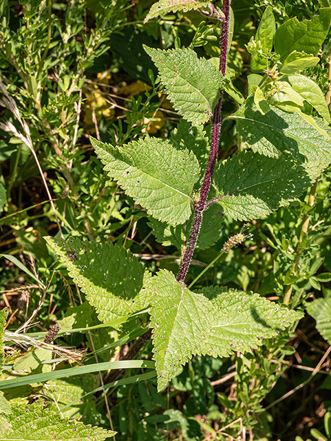 Verbena urticifolia (White vervain) #83982