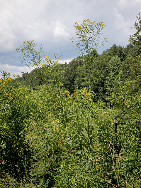 Verbesina alternifolia (Wingstem) #83985