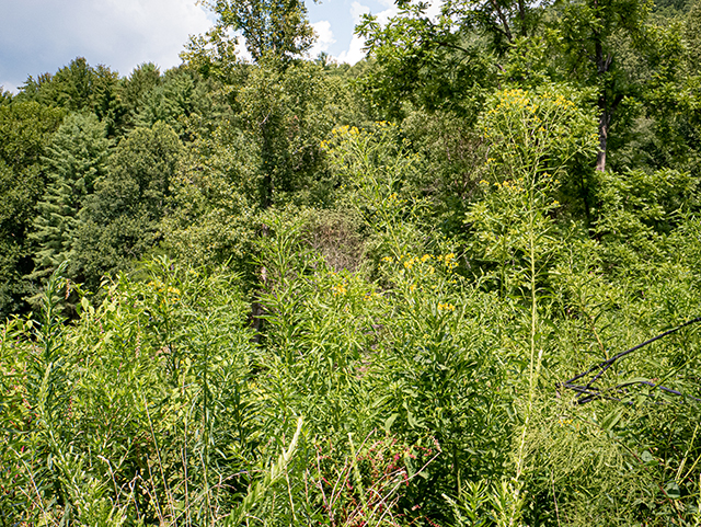 Verbesina alternifolia (Wingstem) #83986