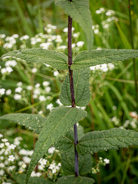 Helianthus divaricatus (Woodland sunflower) #83996