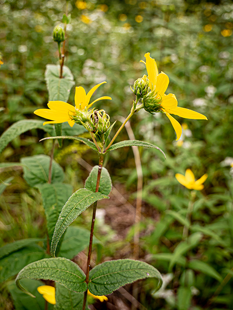 Helianthus divaricatus (Woodland sunflower) #83997