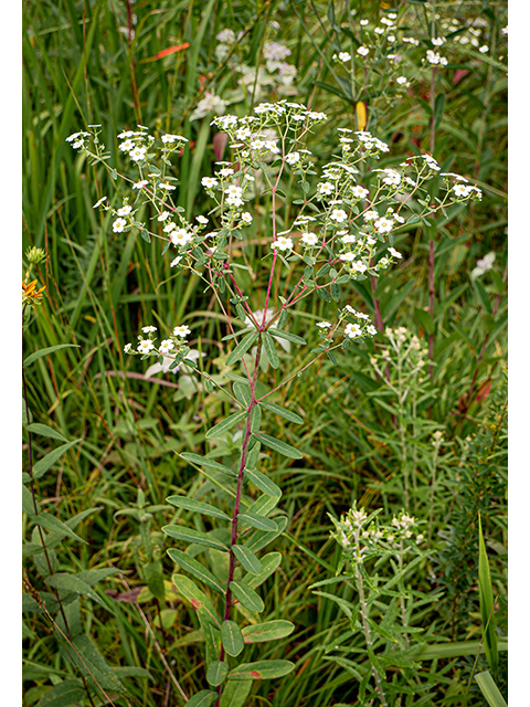 Euphorbia corollata (Flowering spurge) #83998