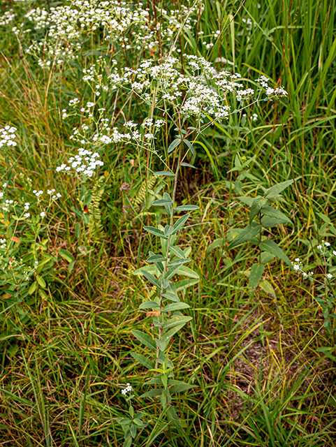 Euphorbia corollata (Flowering spurge) #83999