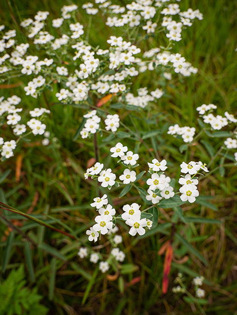 Euphorbia corollata (Flowering spurge) #84000