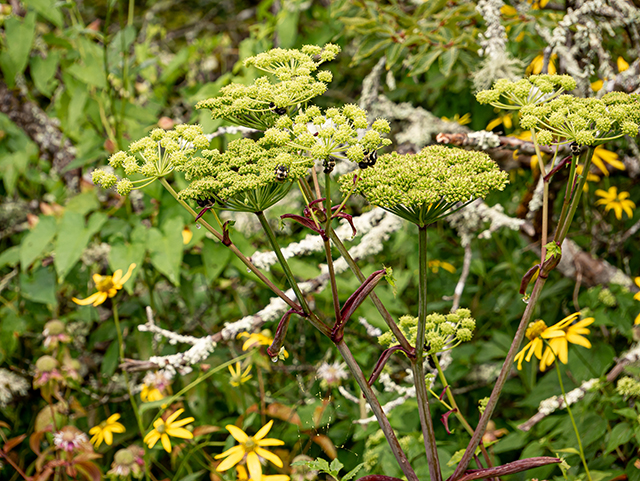 Angelica triquinata (Filmy angelica) #84015