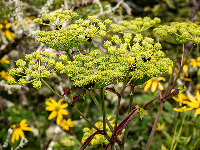 Angelica triquinata (Filmy angelica) #84016