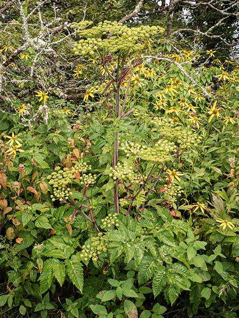 Angelica triquinata (Filmy angelica) #84017