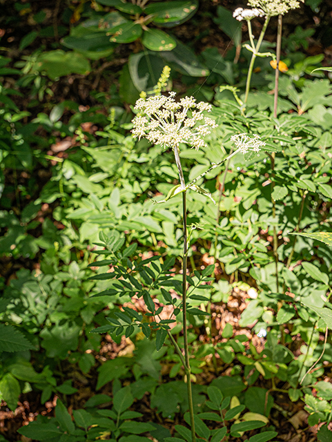 Angelica venenosa (Hairy angelica) #84023