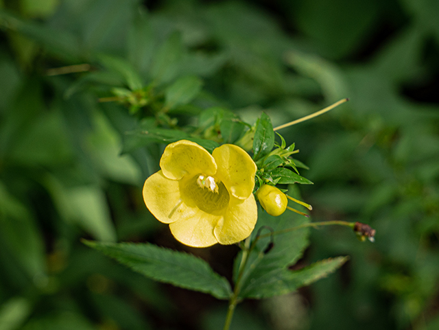 Aureolaria laevigata (Entireleaf yellow false foxglove) #84024