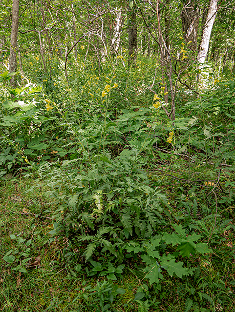 Aureolaria flava (Smooth yellow false foxglove) #84027