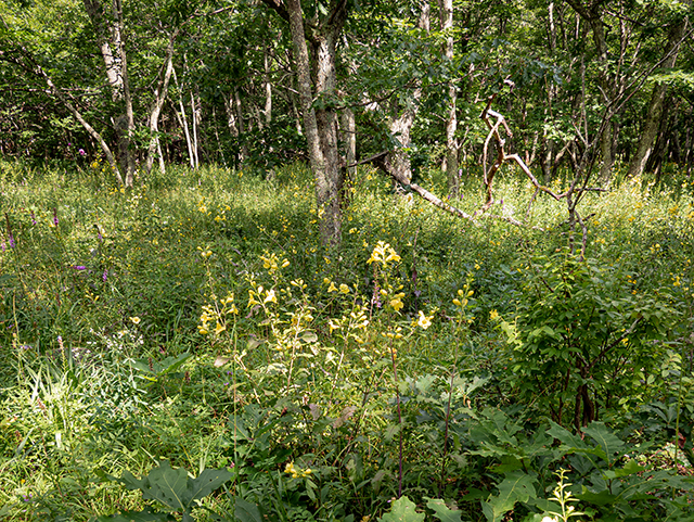 Aureolaria flava (Smooth yellow false foxglove) #84031