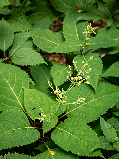 Collinsonia canadensis (Richweed) #84033