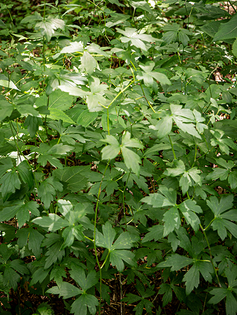 Aconitum reclinatum (Trailing white monkshood) #84034