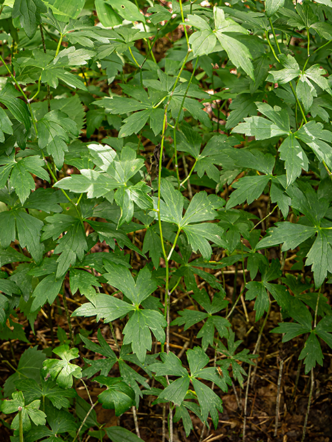 Aconitum reclinatum (Trailing white monkshood) #84035