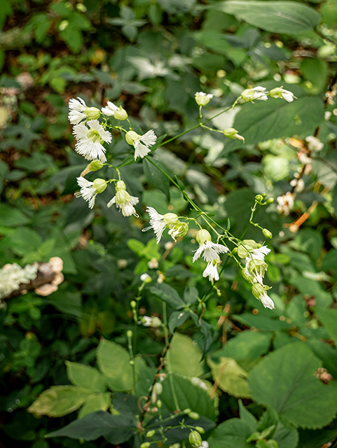 Silene stellata (Widow's frill) #84036