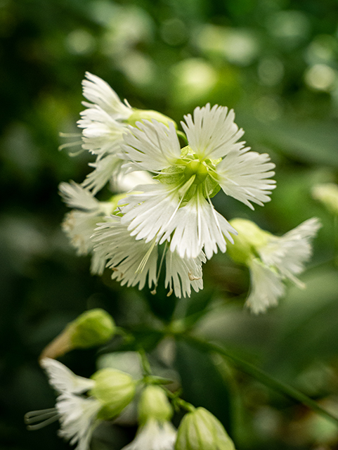 Silene stellata (Widow's frill) #84037