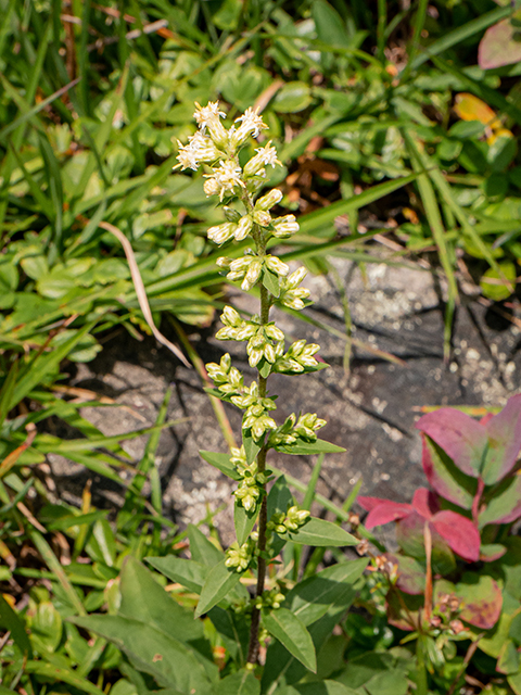 Solidago bicolor (White goldenrod) #84038