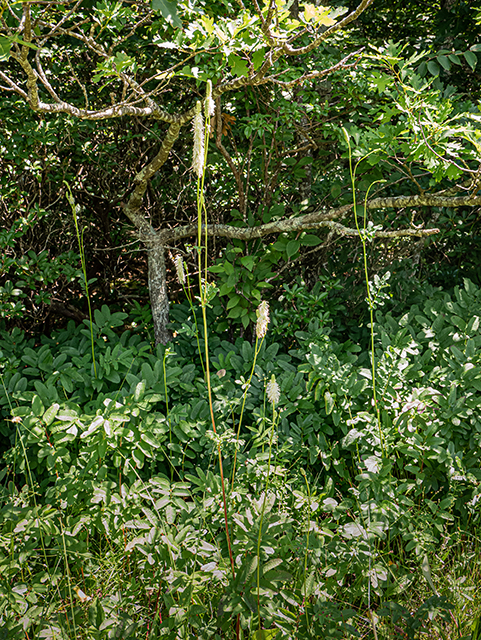 Sanguisorba canadensis (Canadian burnet) #84053