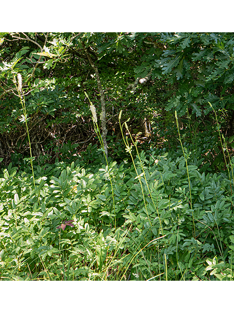 Sanguisorba canadensis (Canadian burnet) #84054