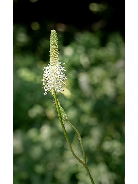 Sanguisorba canadensis (Canadian burnet) #84055