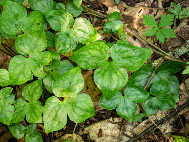 Hepatica nobilis var. acuta (Sharplobe hepatica) #84058