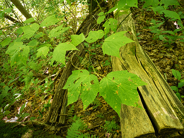 Acer pensylvanicum (Striped maple) #84065