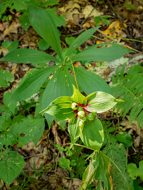 Medeola virginiana (Indian cucumber) #84076