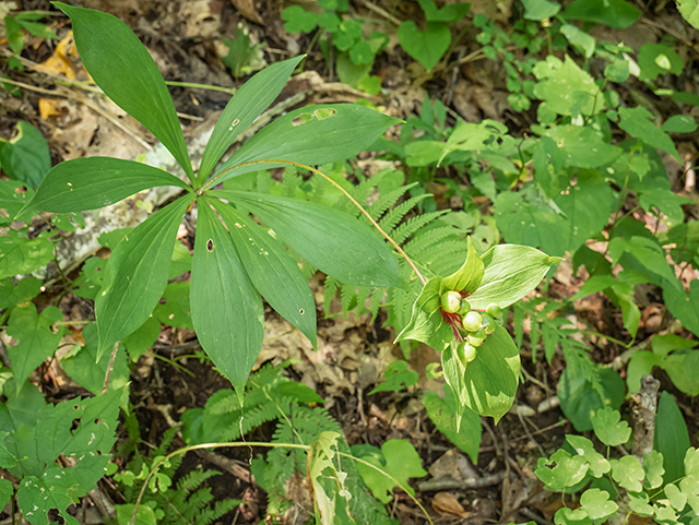 Medeola virginiana (Indian cucumber) #84077