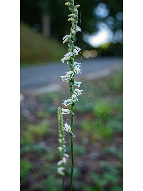 Spiranthes lacera var. gracilis (Southern slender ladies'-tresses) #84088