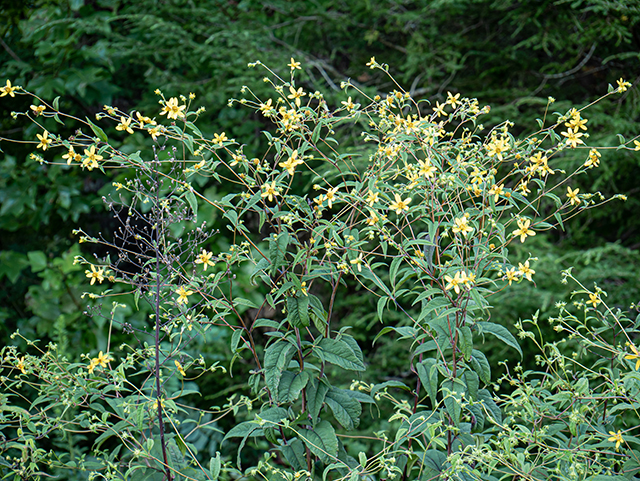 Helianthus microcephalus (Small woodland sunflower) #84090