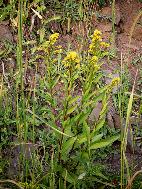 Solidago sempervirens (Seaside goldenrod) #84097