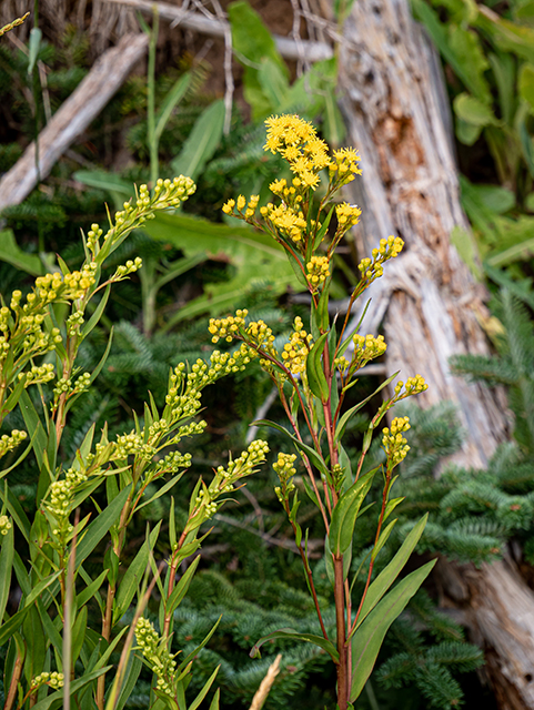 Solidago sempervirens (Seaside goldenrod) #84098