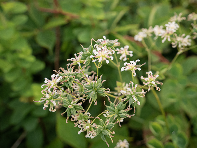 Thalictrum pubescens (King of the meadow) #84127