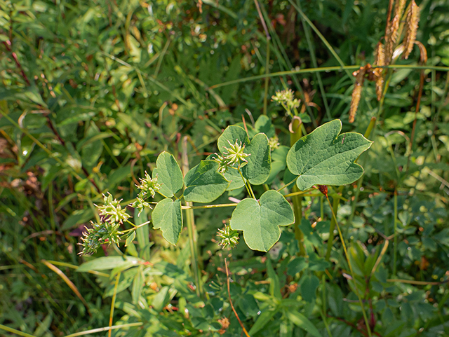 Thalictrum pubescens (King of the meadow) #84137