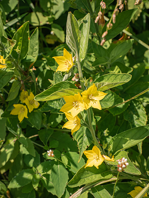 Lysimachia ciliata (Fringed loosestrife) #84146