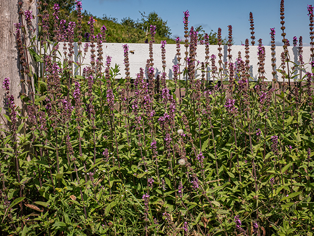 Stachys palustris (Marsh hedgenettle) #84148