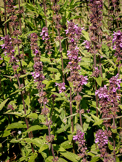 Stachys palustris (Marsh hedgenettle) #84149