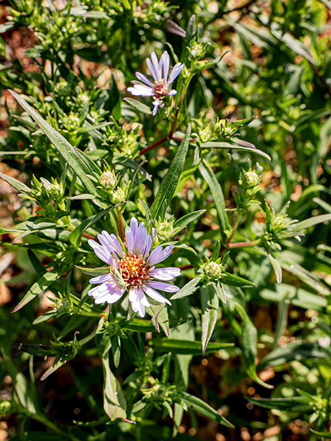 Symphyotrichum novi-belgii (New york aster) #84152