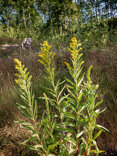 Solidago sempervirens (Seaside goldenrod) #84156