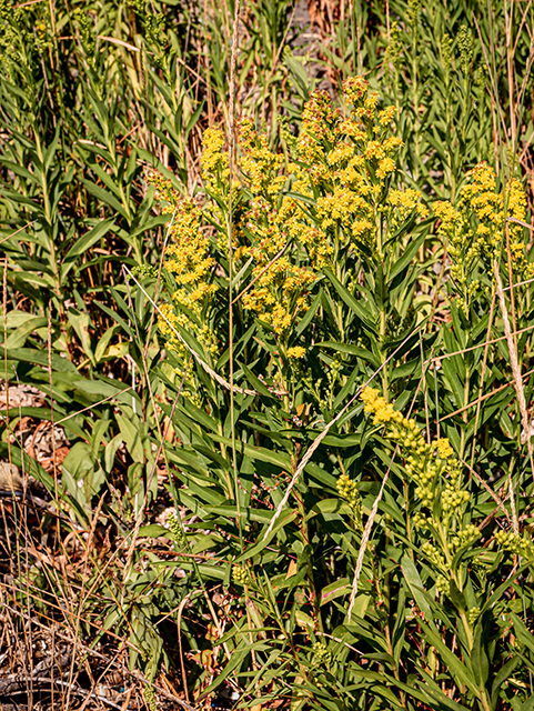 Solidago sempervirens (Seaside goldenrod) #84159