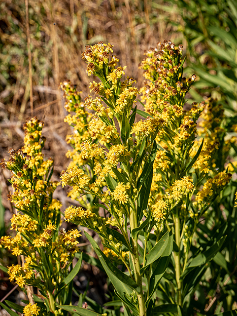 Solidago sempervirens (Seaside goldenrod) #84160