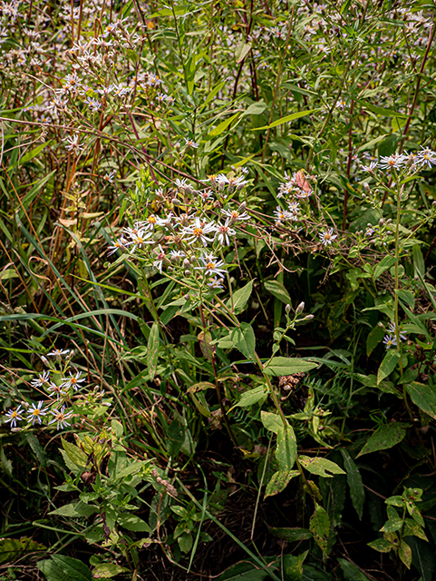 Symphyotrichum undulatum (Wavyleaf aster) #84174